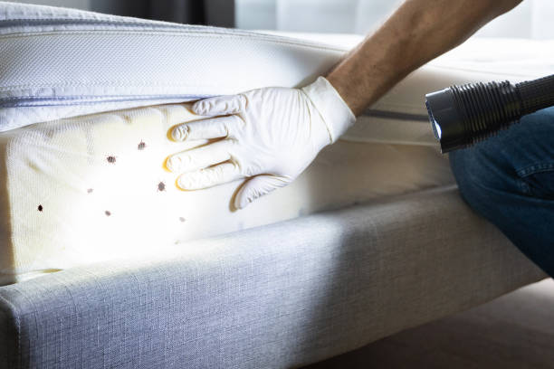 Best Ant Control Services  in Beloit, KS