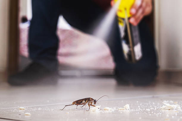 Best Rodent Control Near Me  in Beloit, KS